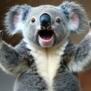 koala17